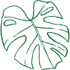 Monstera