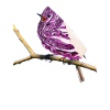 Rotkohlchen Meme Vogel Rotkelhlchen