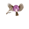 Rotkohlchen Meme Vogel Rotkelhlchen
