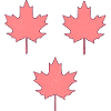 Maple / Leaves Pattern - PINK