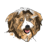 Havanese