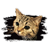 Bkh katze
