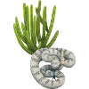 Rattlesnake