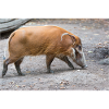 Pinselohrschwein Flussschwein Potamochoerus