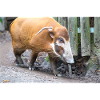 Buschschwein oder Rotflussschwein Pinselohrschwein