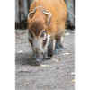Pinselohrschwein Flussschwein Potamochoerus