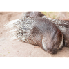 Stachelschwein
