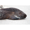 Stachelschwein