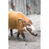 Buschschwein oder Rotflussschwein Pinselohrschwein