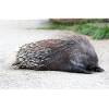 Stachelschwein Hys