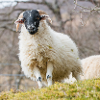 Schaf Ovis in Irland