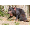 Tasmanian Devil (in german Beutelteufel)