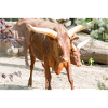 Ankole-Watusi or Ankole Longhorn Watussirind