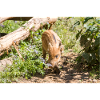 Wildschwein Sus scrofa