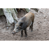 Wildschwein Sus scrofa