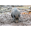 Wildschwein Sus scrofa