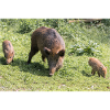 Wildschwein Sus scrofa