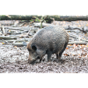 Wildschwein Sus scrofa