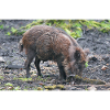 Wildschwein Sus scrofa