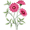 Fleur