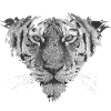 Tiger head frontal