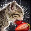 Baby cat eats strawberry
