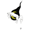 Night fox