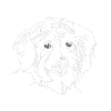 Havanese