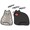 Talkative cat