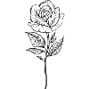the Rose