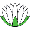 Water lily