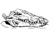 Crocodile // Illustration // Skull