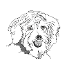 Havanese