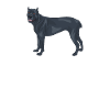Cane corso