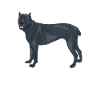 Cane corso