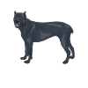 Cane corso