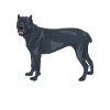 Cane corso