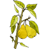 Pears