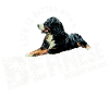 Bouvier bernois
