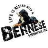 Bernese Mountain Dog