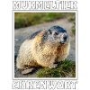 MURMELTIER EHRENWORT