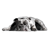 Bulldogge Bulldog