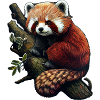 Petit panda