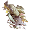Fish species