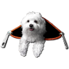 Maltese