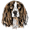 Spaniel