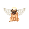 Ange Carlin Chien