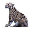 Clouded leopard