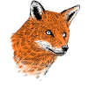 Orange fox