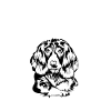 English Springer Spaniel Dog